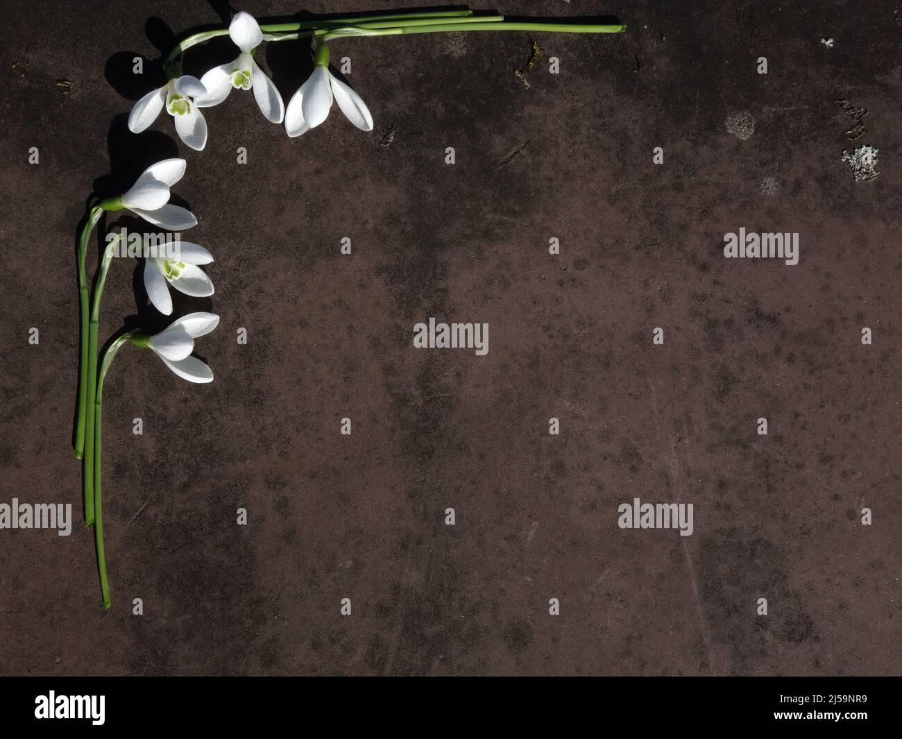 Des gouttes de neige, Galanthus nivalis, placées sur une surface rocheuse. Excellent pour insérer des photos, du texte, faire des cartes. Les fleurs de printemps créent un bon thème de printemps Banque D'Images