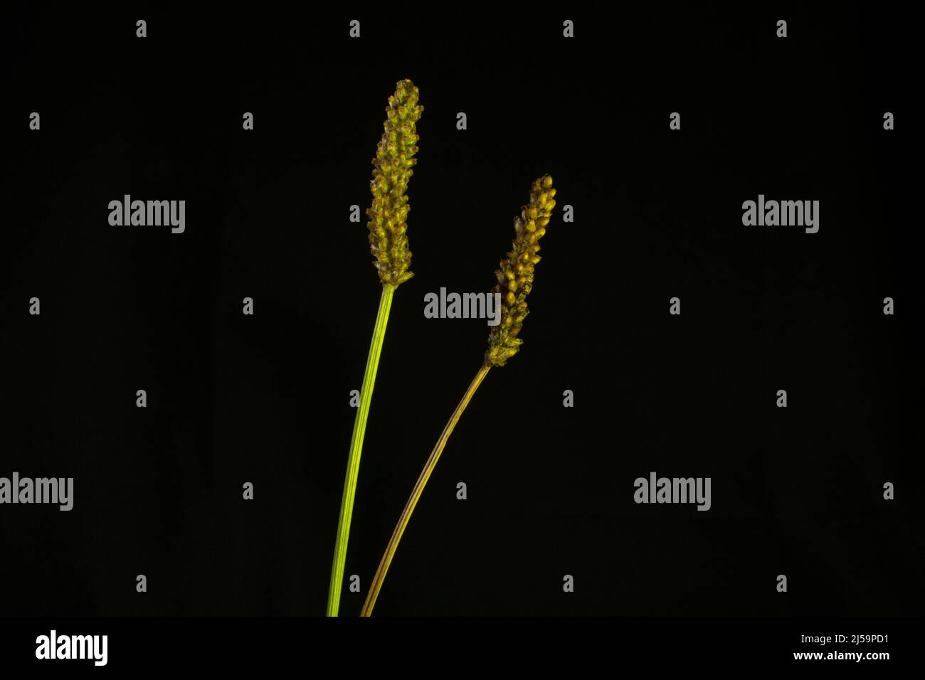 deux têtes de graines de fleurs sauvages avec lumière jaune et isolées sur fond noir Banque D'Images