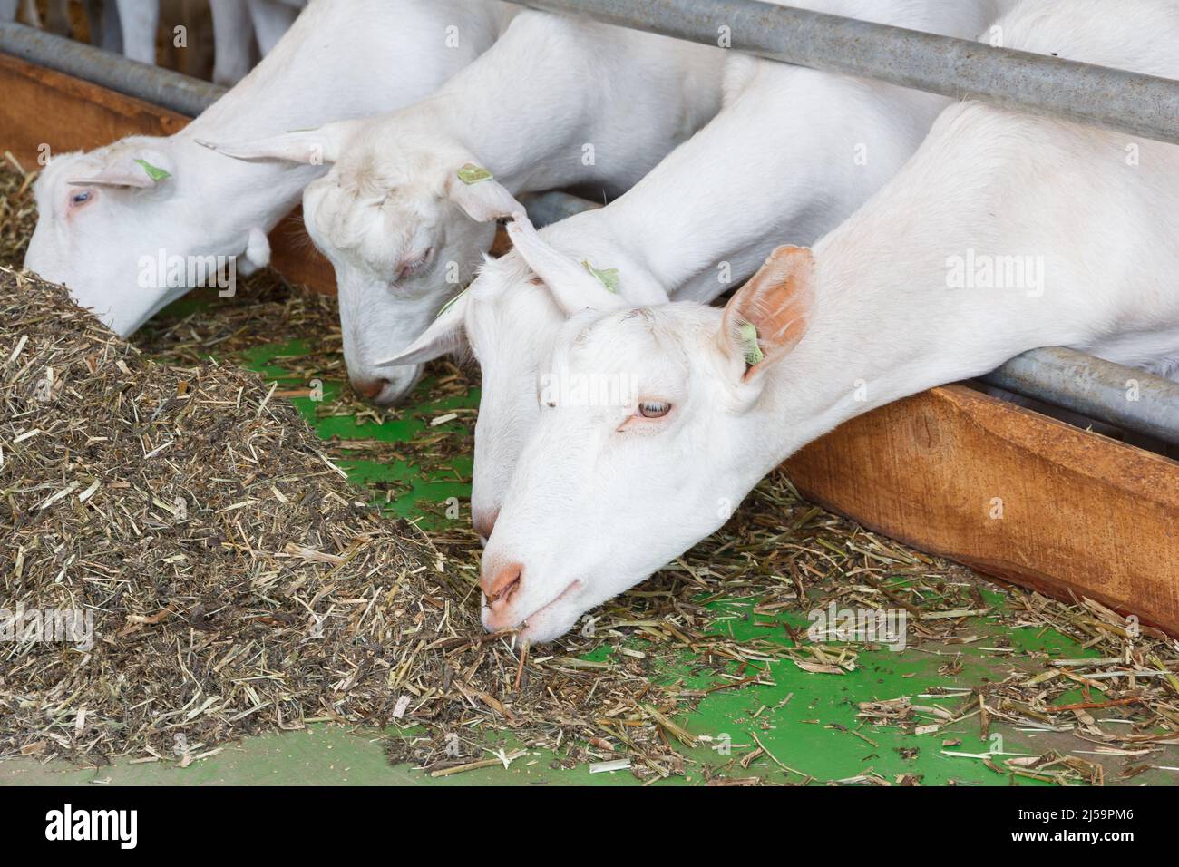 Chèvres blanches sur une ferme de chèvres. Ferme laitière de chèvre. Banque D'Images