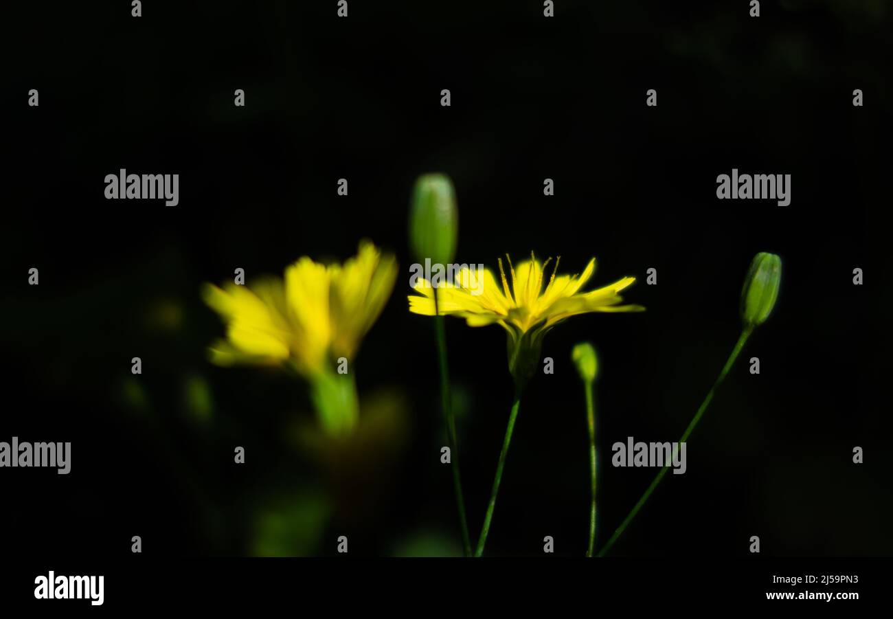 fleurs et bourgeons pissenlits jaunes isolés sur un fond noir naturel Banque D'Images