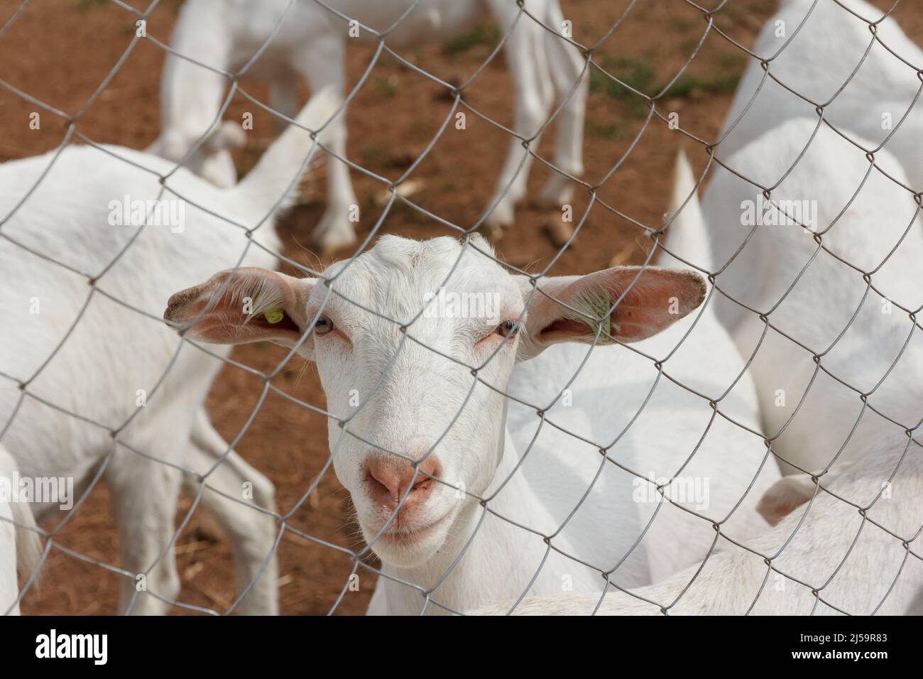 Chèvres blanches sur une ferme de chèvres. Ferme laitière de chèvre. Banque D'Images