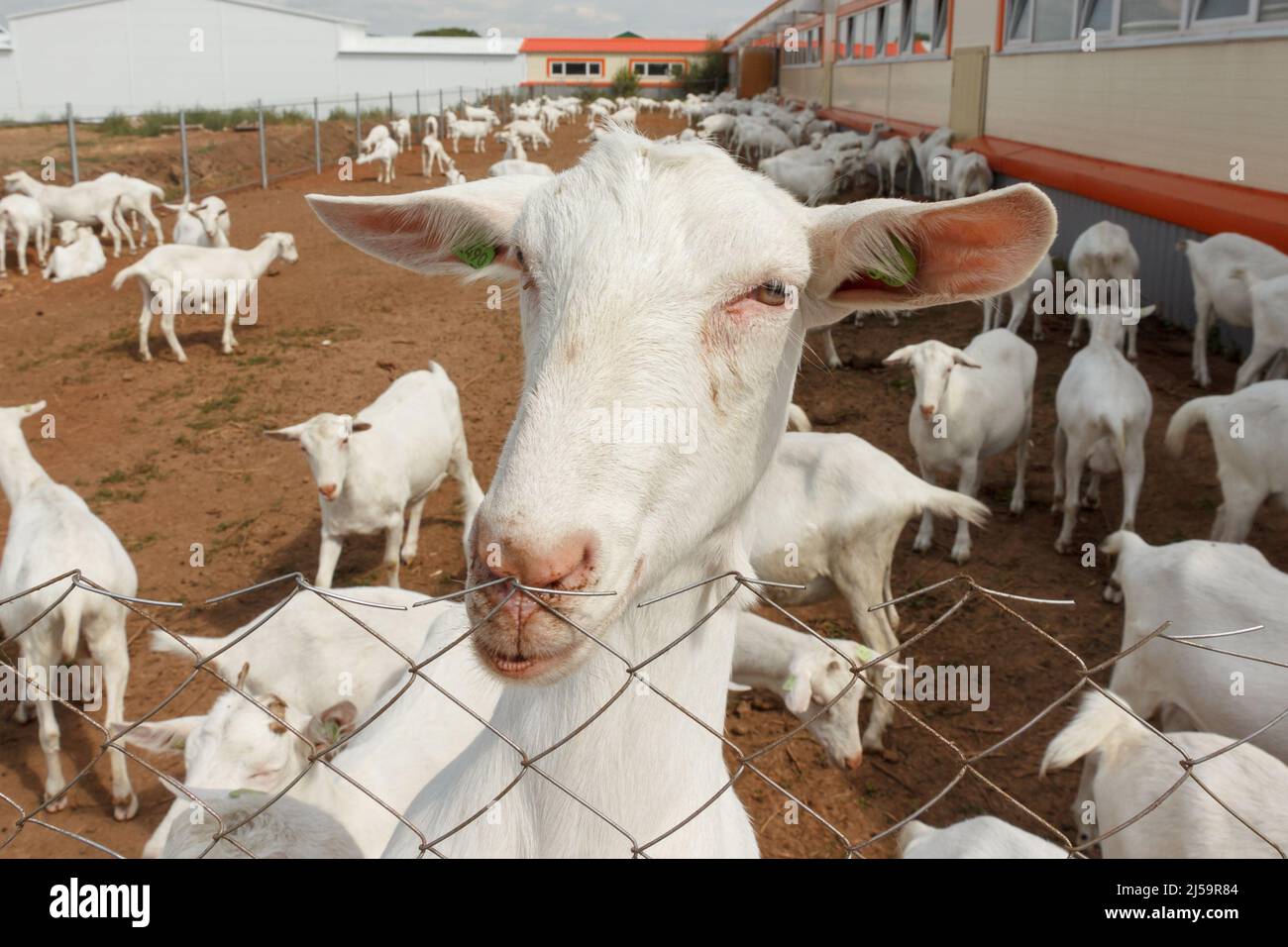 Chèvres blanches sur une ferme de chèvres. Ferme laitière de chèvre. Banque D'Images