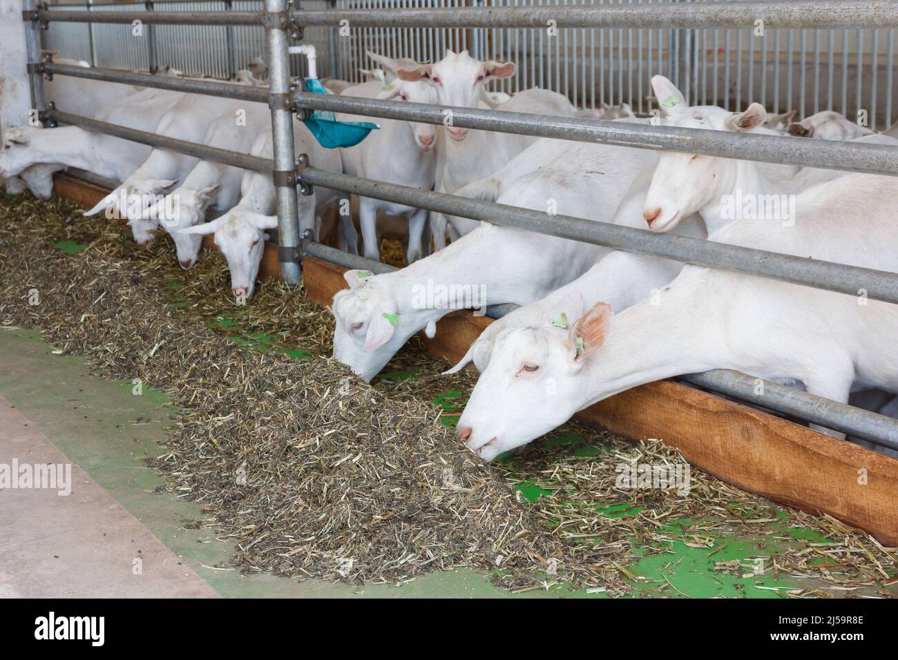 Chèvres blanches sur une ferme de chèvres. Ferme laitière de chèvre. Banque D'Images