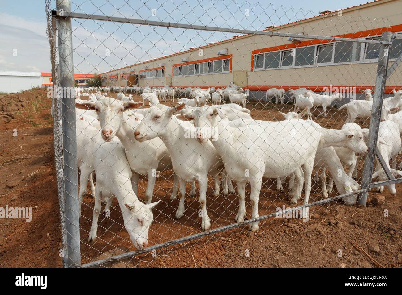 Chèvres blanches sur une ferme de chèvres. Ferme laitière de chèvre. Banque D'Images