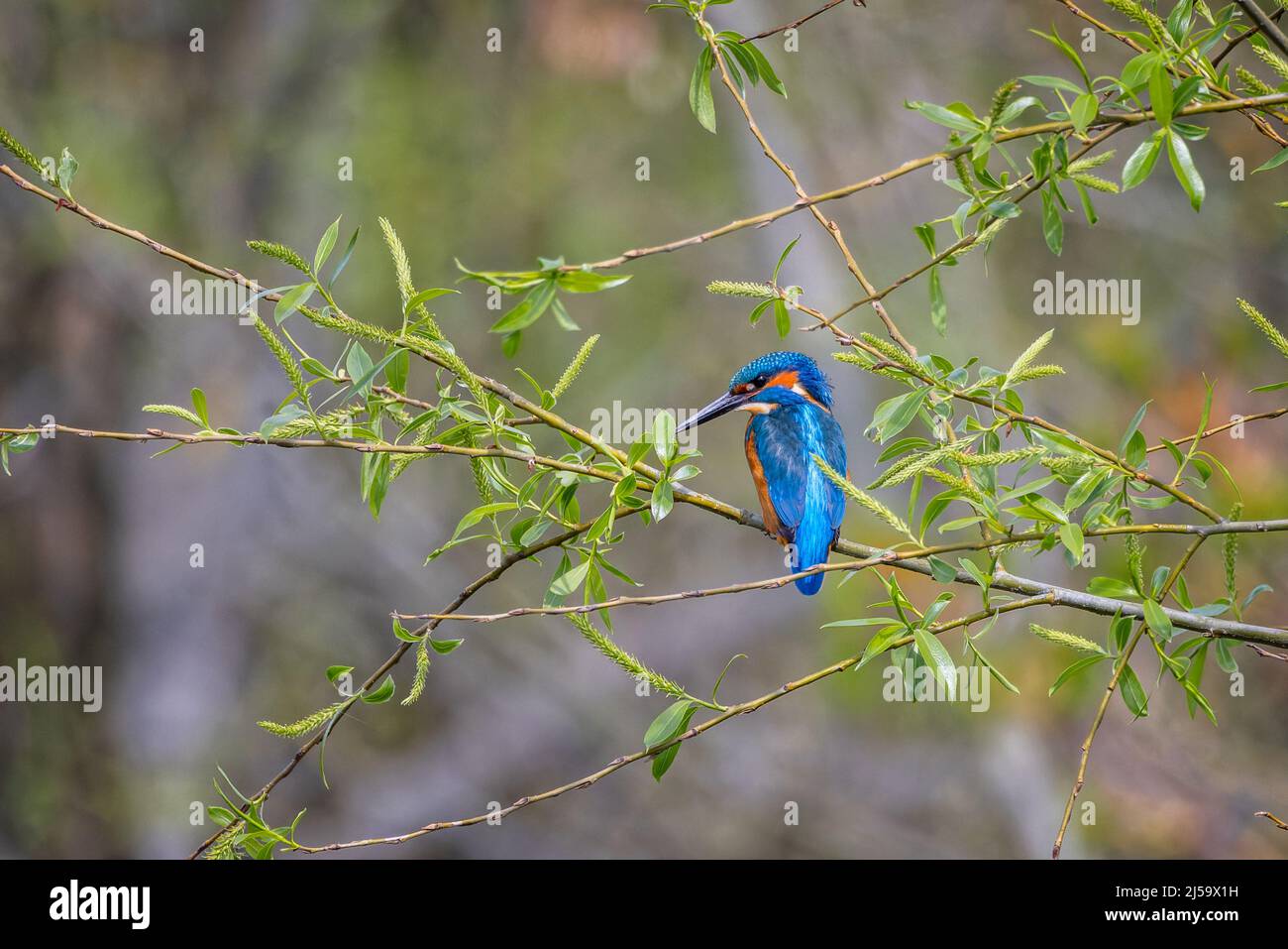 Gros plan de Kingfisher perché sur la branche au milieu du feuillage de printemps et sur un arrière-plan flou Banque D'Images