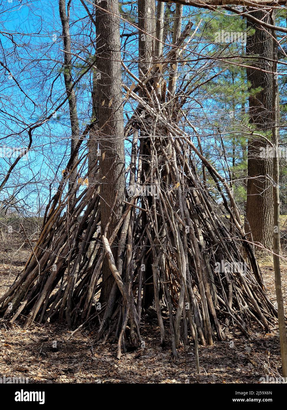 Arbre fort teepee fait avec des branches dans les bois de printemps avec ciel bleu Banque D'Images Arbre fort teepee fait avec des branches dans les bois de printemps avec ciel bleu Banque D'Images