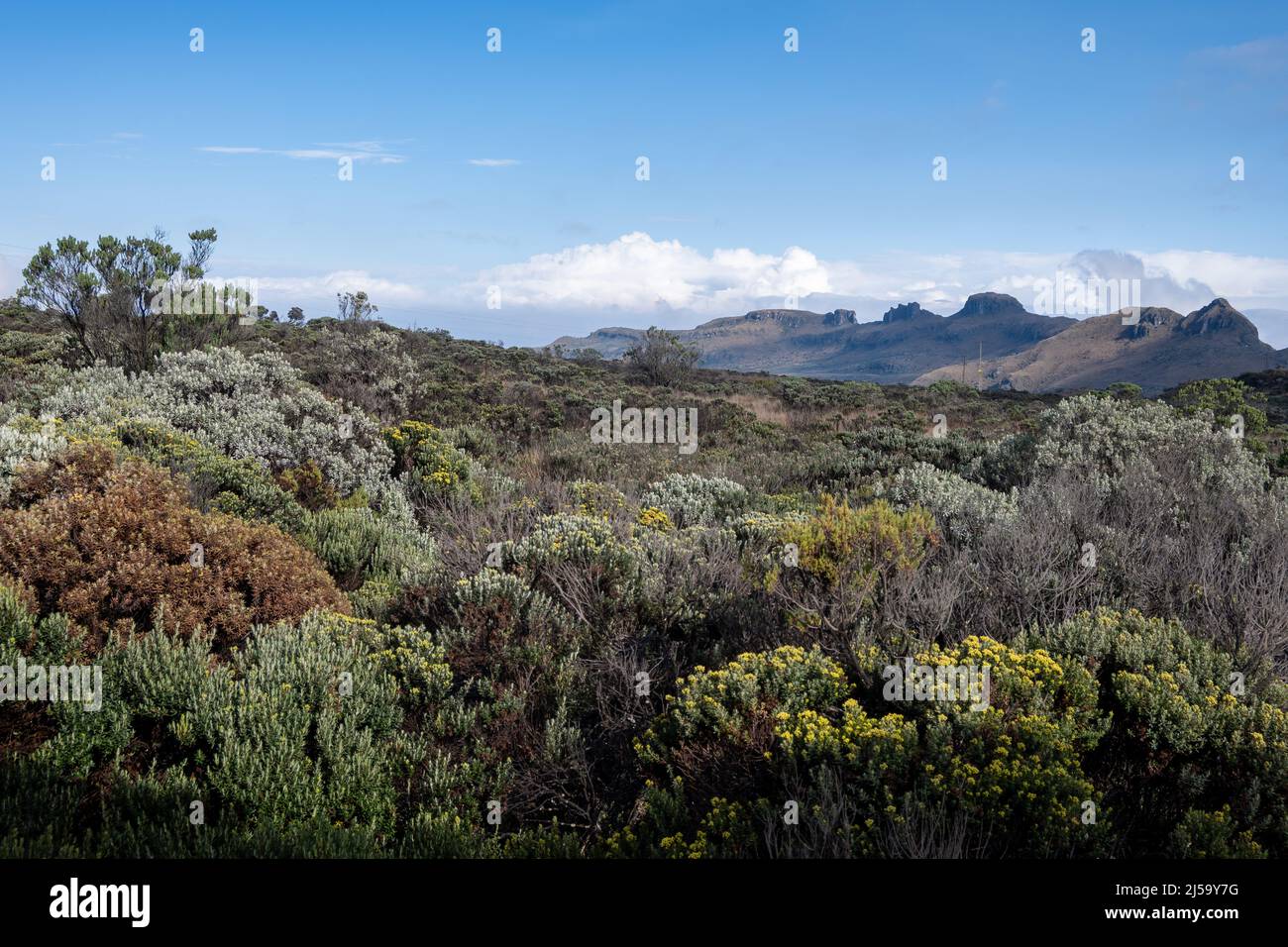 Les végétations dans le paramo de haute altitude des Andes. Parc national de Los Nevados, Colombie, Amérique du Sud. Banque D'Images