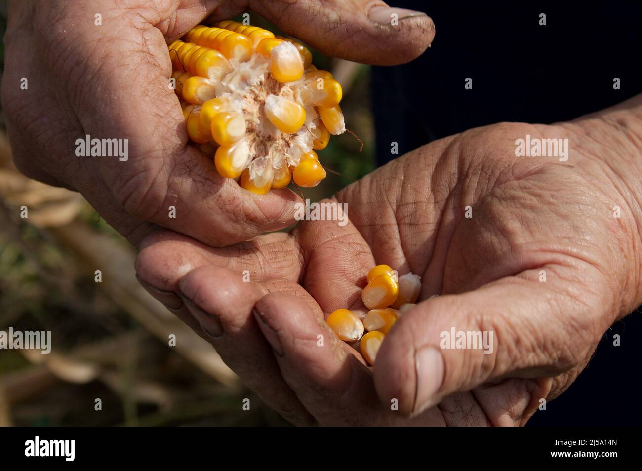 Agriculteur détenant des épis de maïs en main dans le champ de maïs. La ha agitée du fermier Banque D'Images