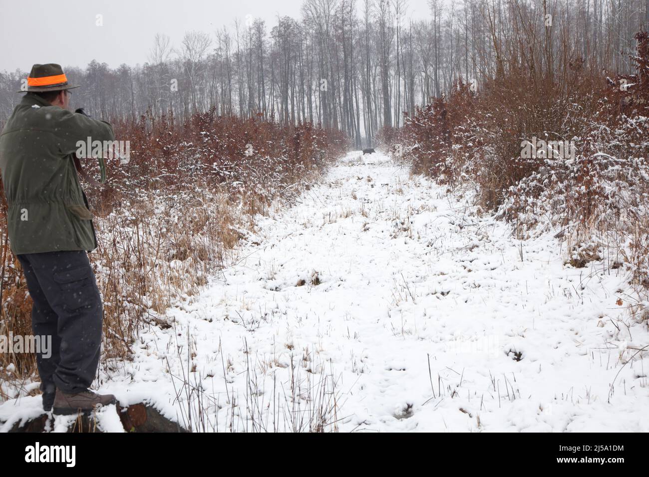 Le chasseur vise les sangliers dans la neige Banque D'Images