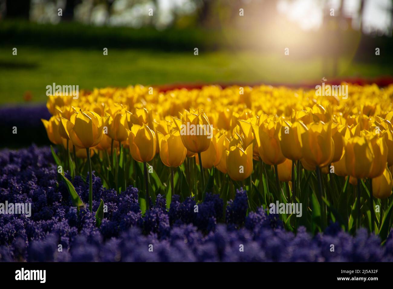Groupe de tulipes colorées. Tulipe de fleur jaune éclairée par la lumière du soleil. Tulipes jaunes sur fond de jacinthes violettes. Banque D'Images