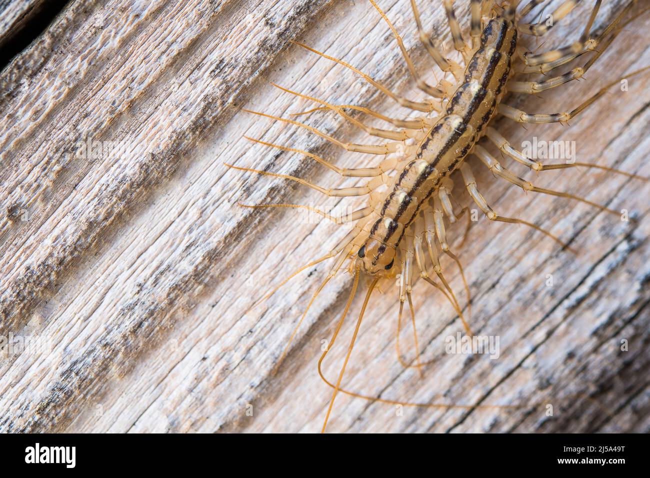 Centipede Scutigera coleoptrata (maison). Banque D'Images