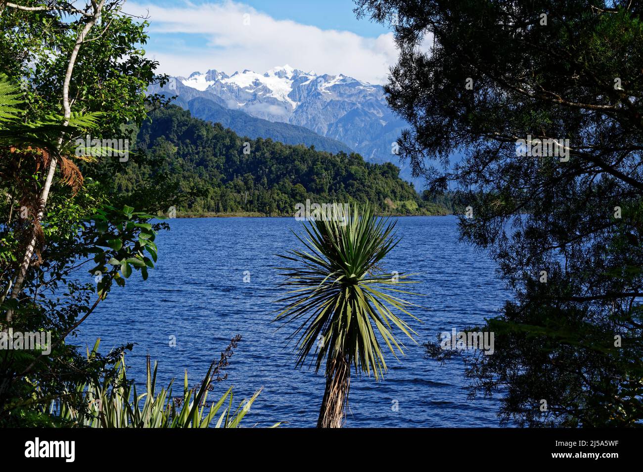 Un chou néo-zélandais, l'australisme cordyline, se dresse au premier plan d'une vue sur le lac Mapourika jusqu'au glacier François-Joseph dans le S de Nouvelle-Zélande Banque D'Images