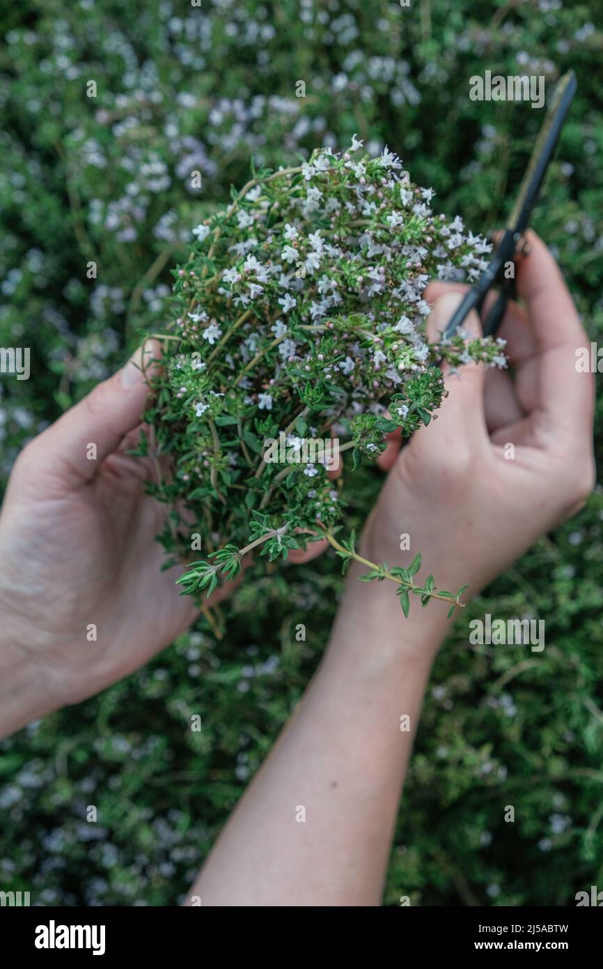 Herbe de thym à la main.cultiver et couper le thym.herbes épicées dans le jardin.mains avec des ciseaux de jardin noirs dans l'herbe de thym. Une agriculture écologique et propre Banque D'Images