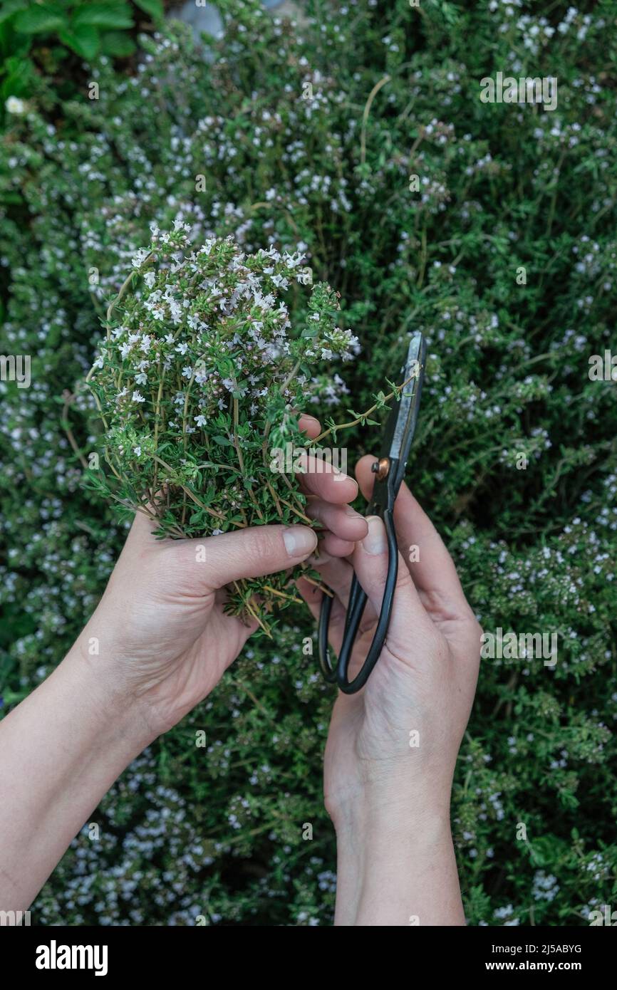 Herbe de thym à la main.cultiver et couper le thym.herbes épicées dans le jardin.mains avec des ciseaux de jardin noirs et de l'herbe de thym. Une agriculture écologique et propre Banque D'Images