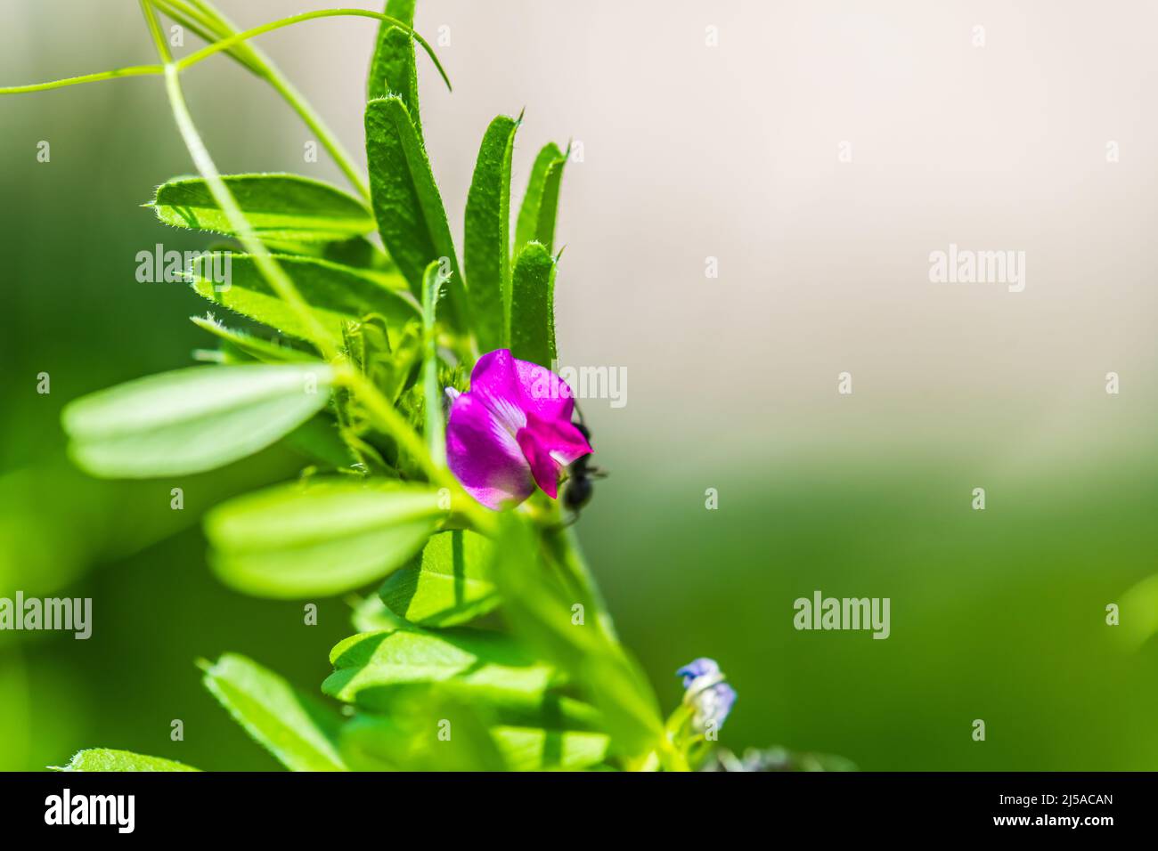 Fourmis et fleurs de vesce (Vicia sativa) Banque D'Images