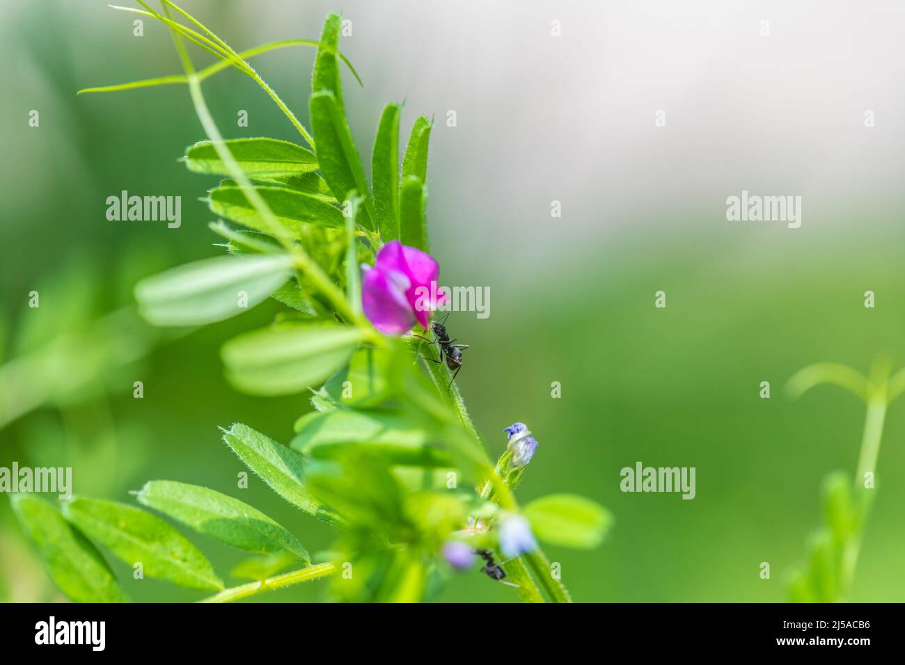 Fourmis et fleurs de vesce (Vicia sativa) Banque D'Images