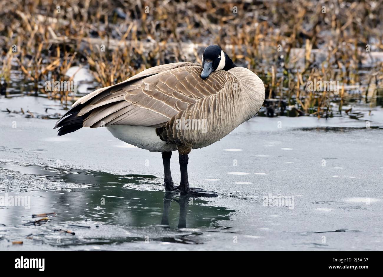 Une Bernache du Canada (Branta canadensis), dormant sur la glace fondante dans une région marécageuse du Canada rural de l'Alberta Banque D'Images