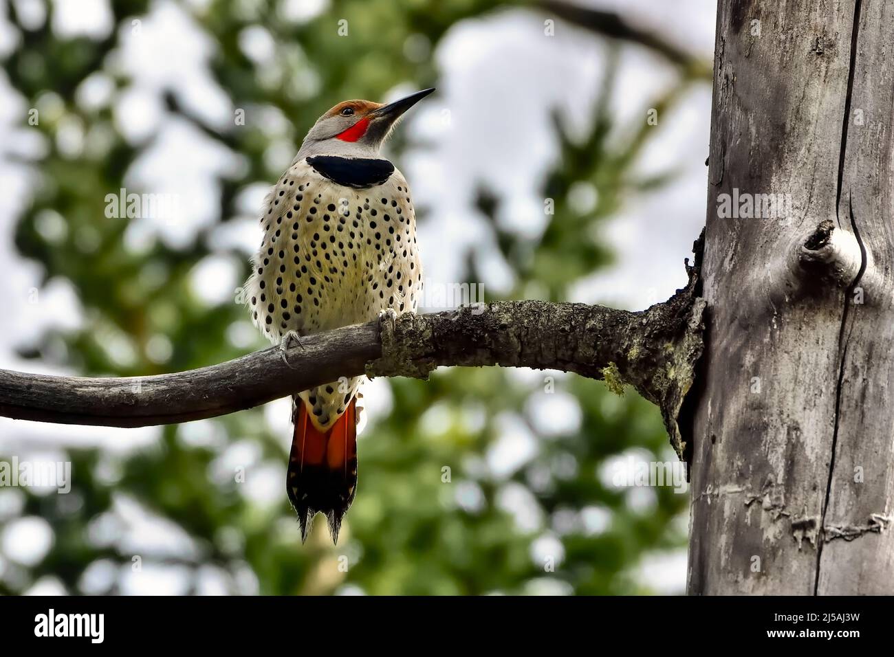 Un mâle adulte de Northern Flicker 'Colaptes auratus', perché sur une branche d'arbre morte dans les régions rurales de l'Alberta au Canada. Banque D'Images
