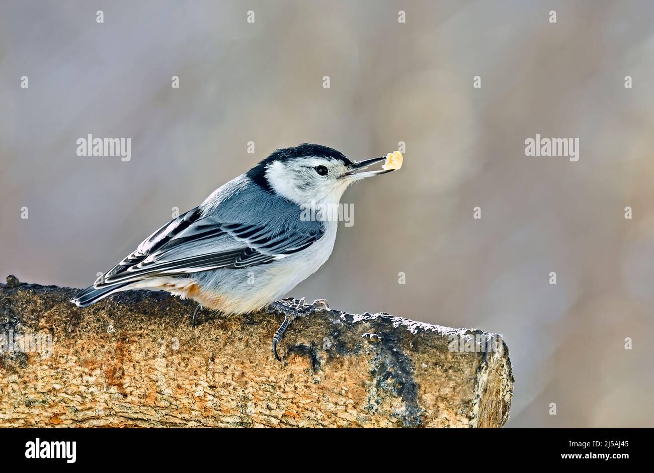 Un nuthatch sauvage à poitrine blanche, 'sitta carolinensis', tenant un morceau de noix dans son projet de loi dans les régions rurales du Canada de l'Alberta Banque D'Images