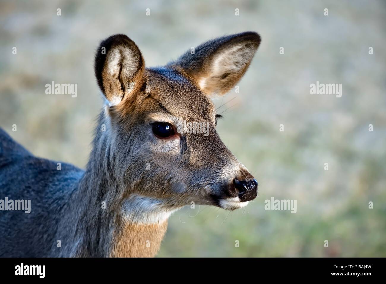 Une image portrait d'une femelle à queue blanche, Odocoileus virginianus, Banque D'Images