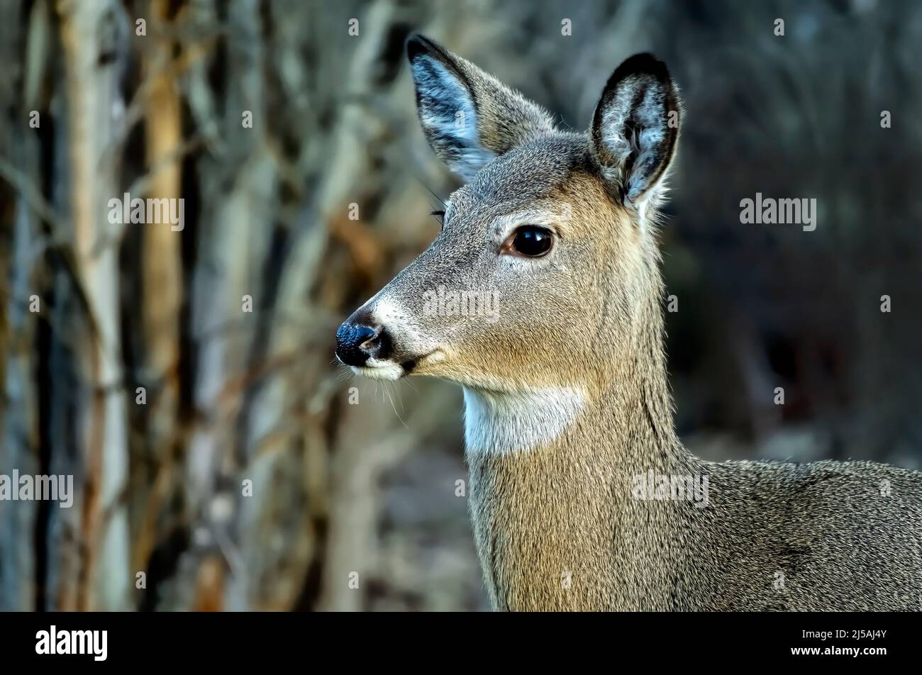 Une image portrait d'une femelle de la queue blanche 'Odocoileus virginianus', en regardant loin. Banque D'Images