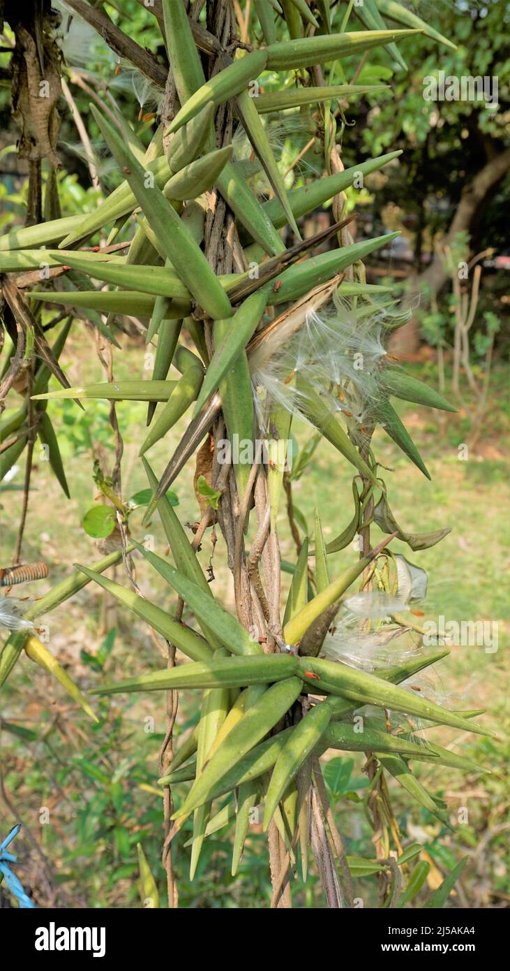 Graines de Periploca laevigata. Plante à fleurs de la famille des apocynaceae, originaire du cap-vert, des îles canaries et sauvages, communément appelée cornical Banque D'Images