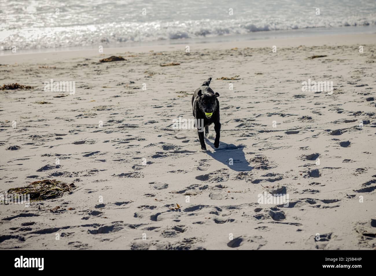 Un Labrador noir appréciant de jouer à la fetch à la plage en Californie Banque D'Images