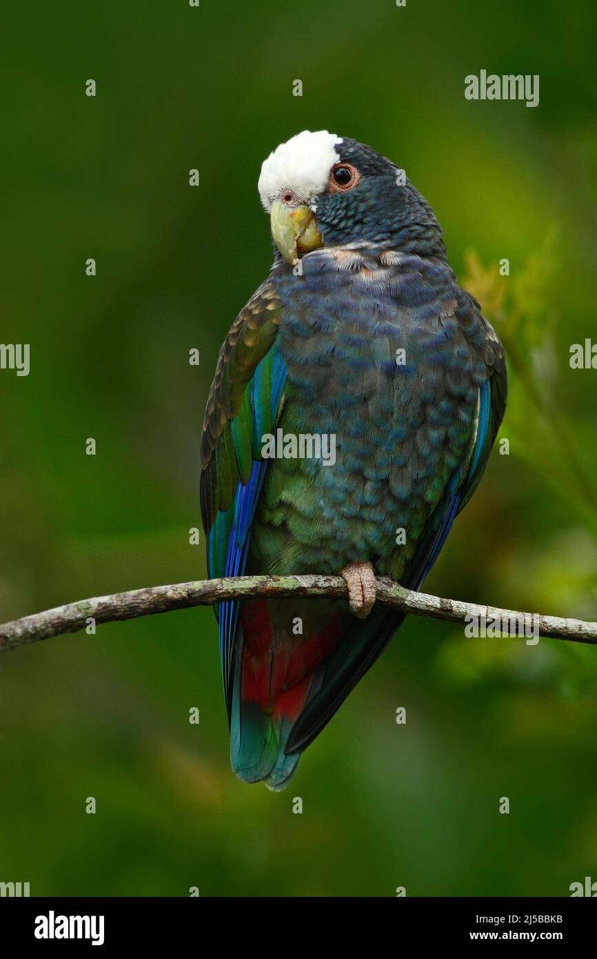 Perroquet vert et gris, Pionus à couronne blanche, perroquet à capuchon blanc, Pionus senilis, au Costa Rica. Lave sur l'arbre. Perroquets dans la nature. PA Banque D'Images