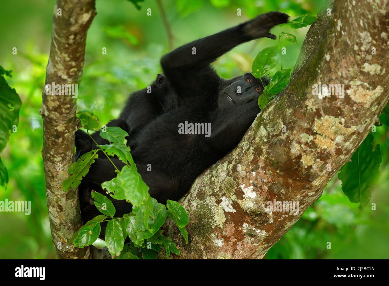 Singe noir dans l'arbre des feuilles vertes, assis dans l'habitat naturel, forêt tropicale sombre. Celebes Crested Macaque, Macaca nigra, faune d'Asie, Banque D'Images