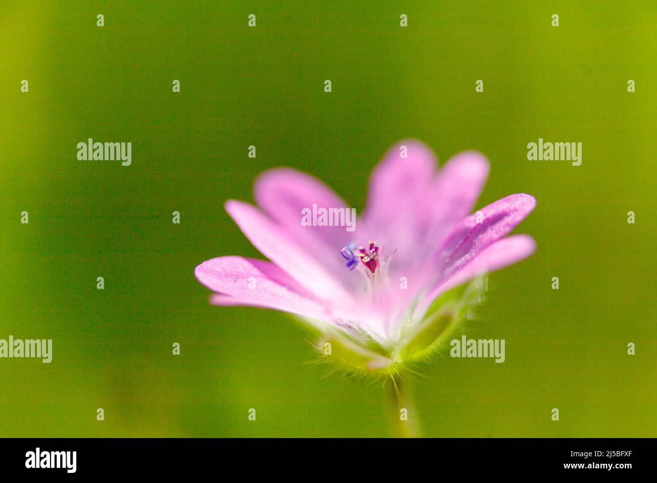 La plante en fleurs Geranium molle avec des fleurs rose foncé pousse en gros plan sur un jour ensoleillé de printemps dans la prairie Banque D'Images