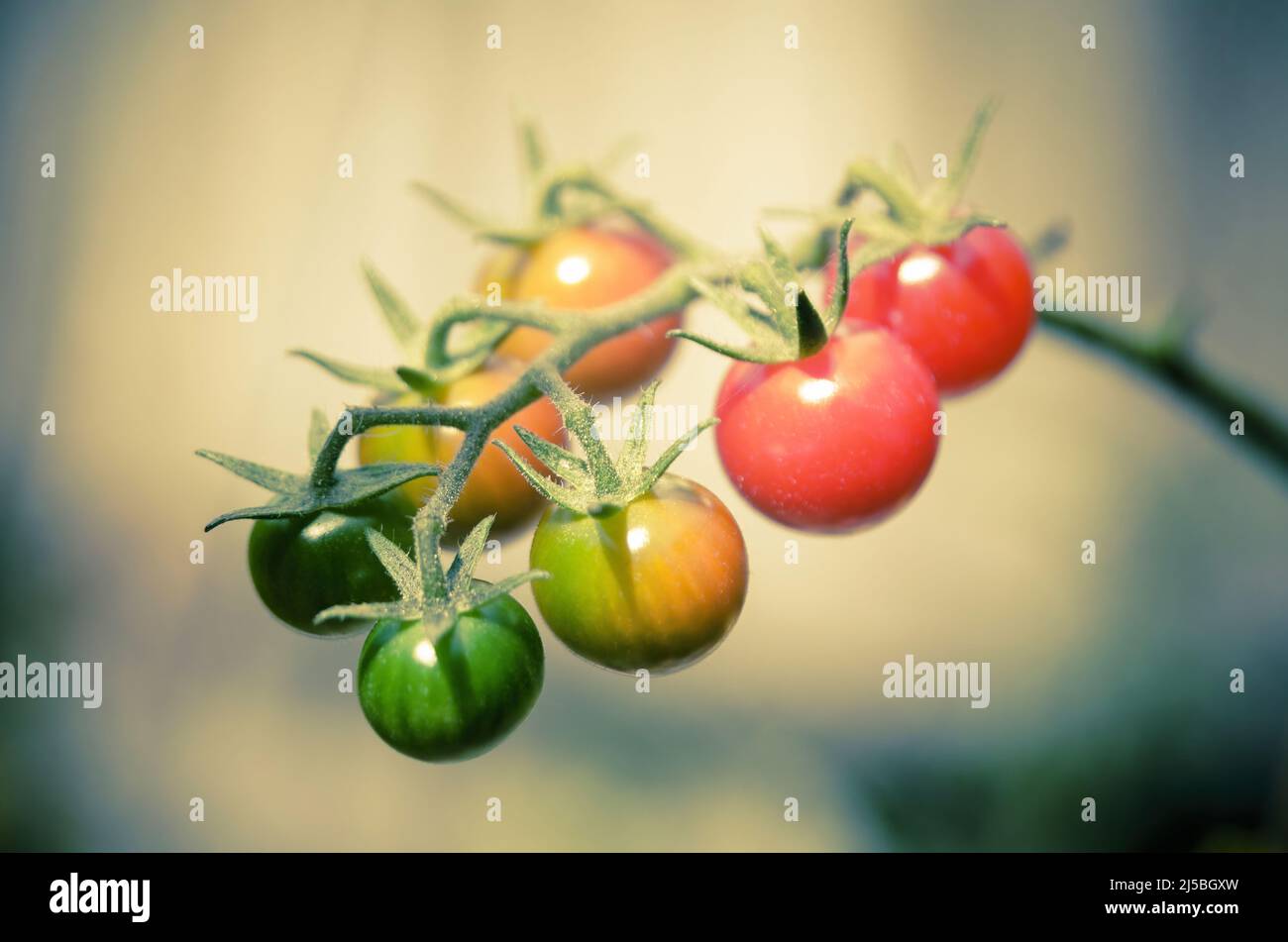 Gros plan de tomates cerises mûrissant progressivement sur la vigne Banque D'Images