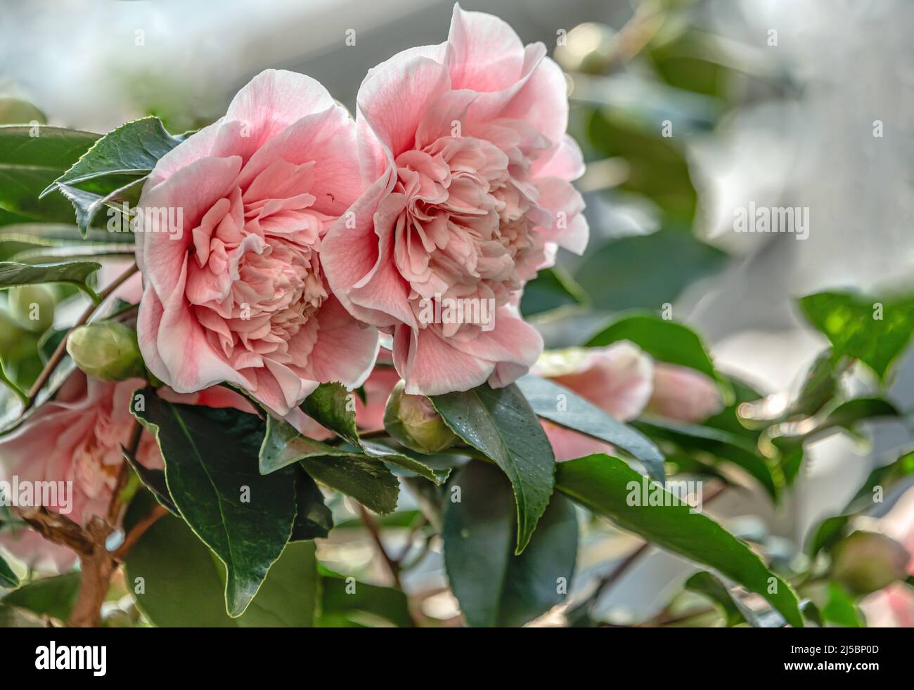 Gros plan de fleurs de Camellia Japonica, Bernhard Lauterbach à Landschloss Zuschendorf, Saxe, Allemagne Banque D'Images