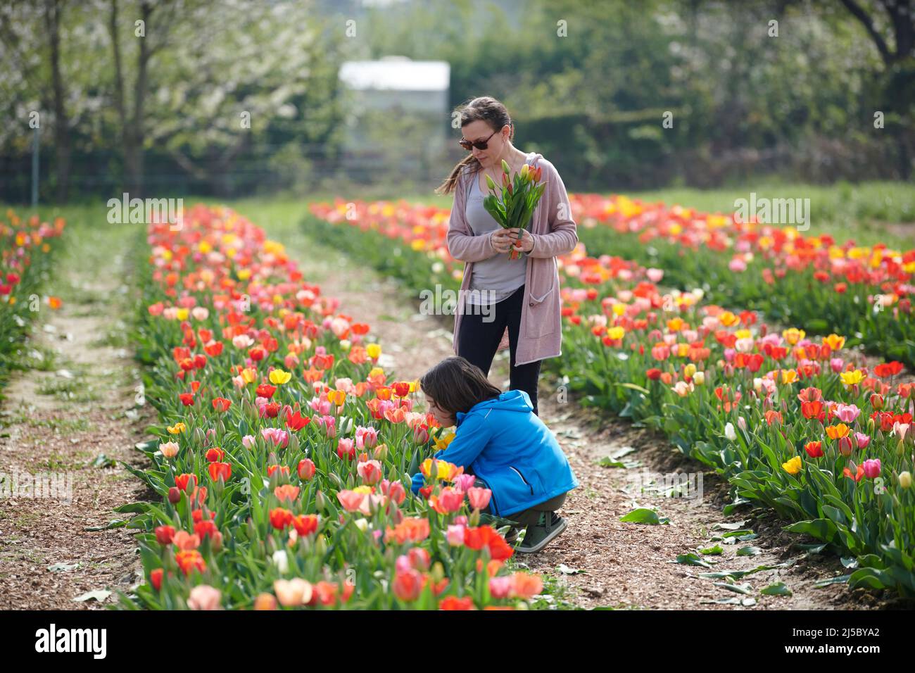 Feld mit Tulpen zum selber pfluecken. Tullpen in verschiedenen Farben eines Landwirts den zum selber pluecken ein. Eine junge Mutter mit Sonnenbrille Banque D'Images