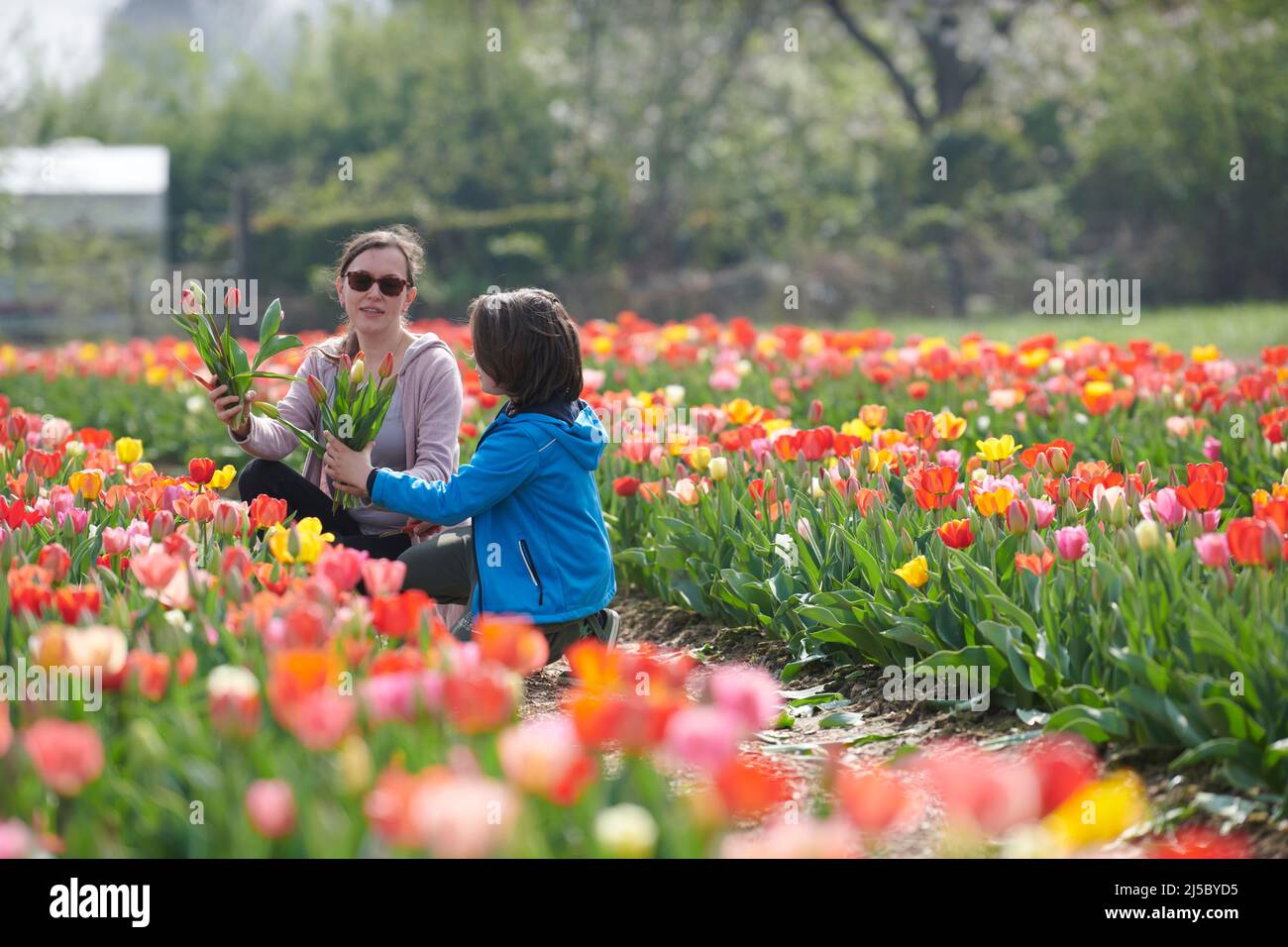 Feld mit Tulpen zum selber pfluecken. Tullpen in verschiedenen Farben eines Landwirts den zum