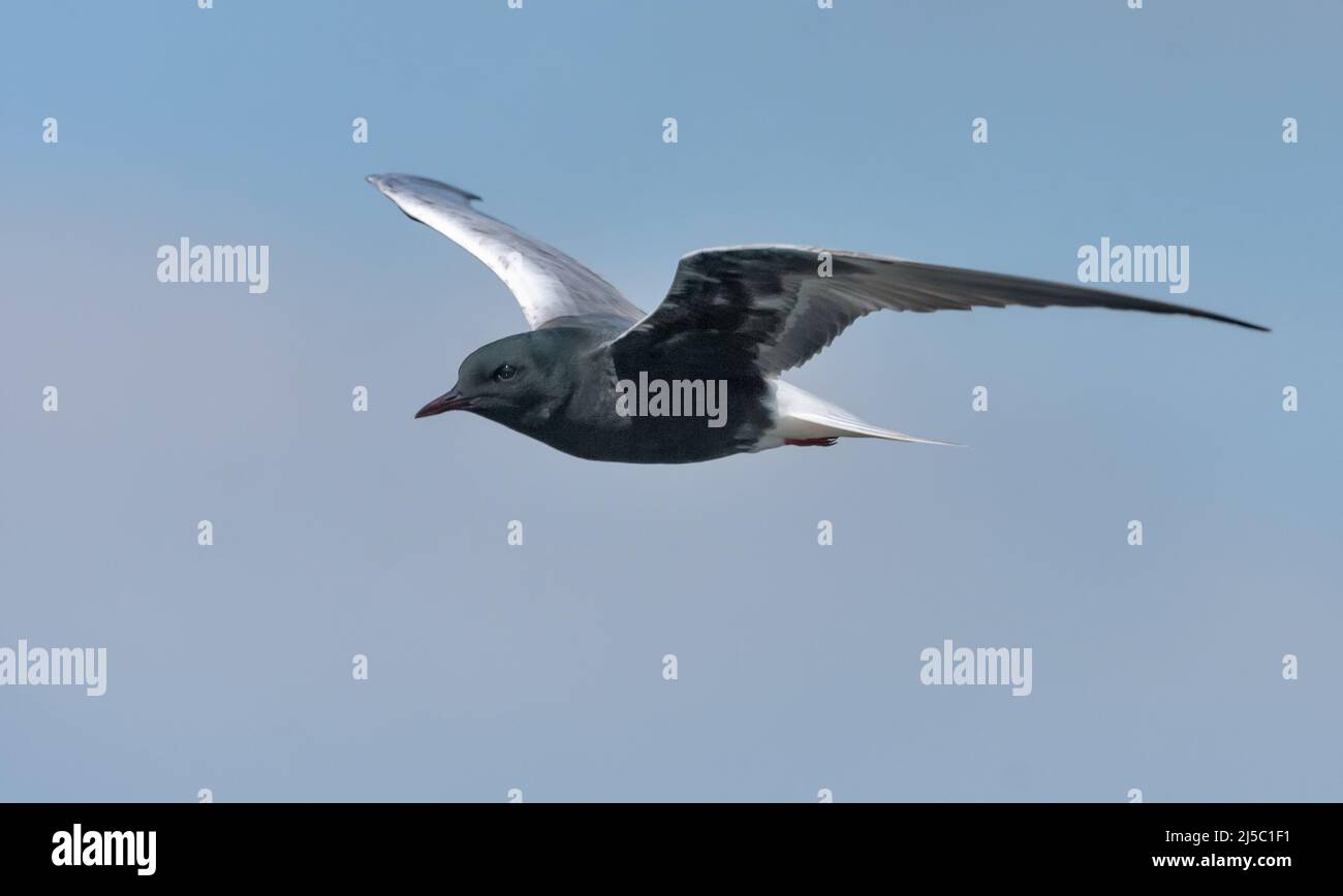 La sterne noire à ailes blanches (Chlidonias leucopterus) vole dans le ciel bleu à la recherche de nourriture au printemps Banque D'Images