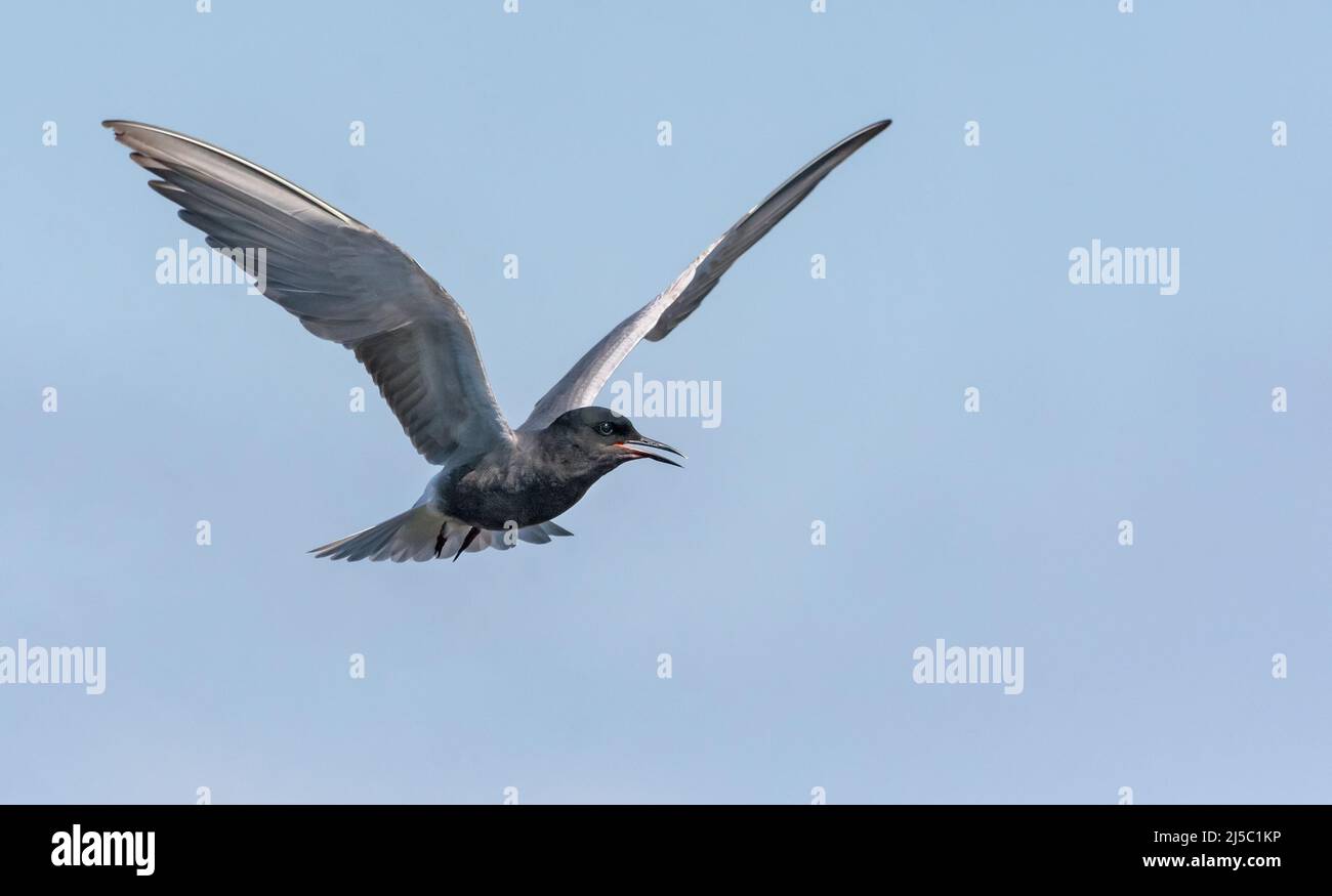 La sterne noire adulte (Chlidonias niger) tourne dans le ciel bleu avec des sons d'appel forts Banque D'Images