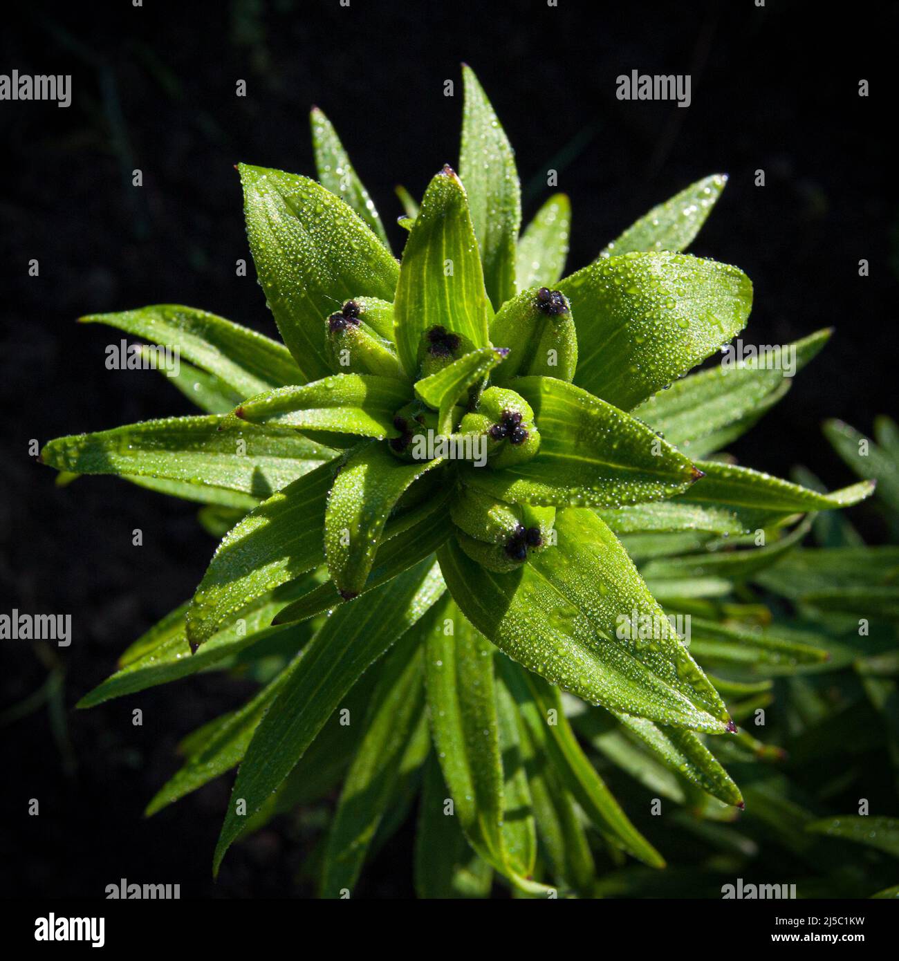 Plante verte recouverte de gouttelettes d'eau Banque D'Images