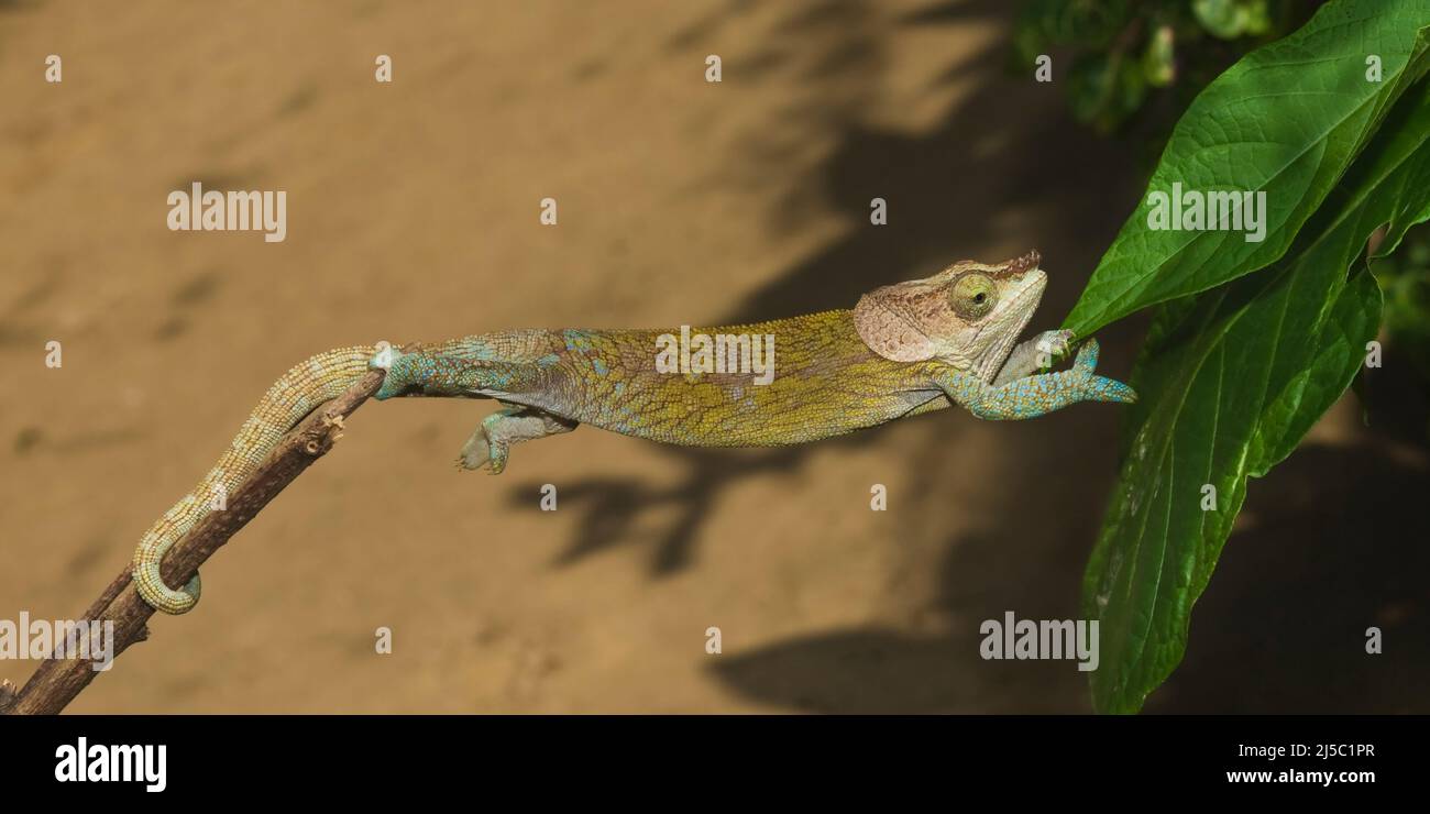 Chameleon à épi ou Chameleon à cornes courtes (Calumma brevicornis), endémique, Madagascar Banque D'Images