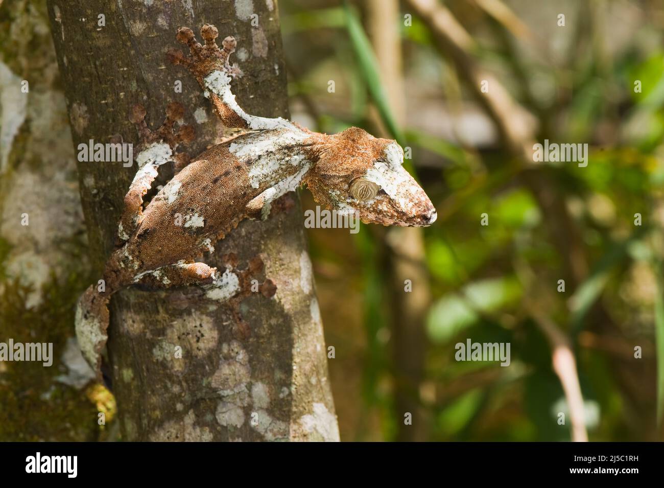 Gecko à queue de feuille moussus (Uroplatus sikorae), endémiques, Madagascar Banque D'Images