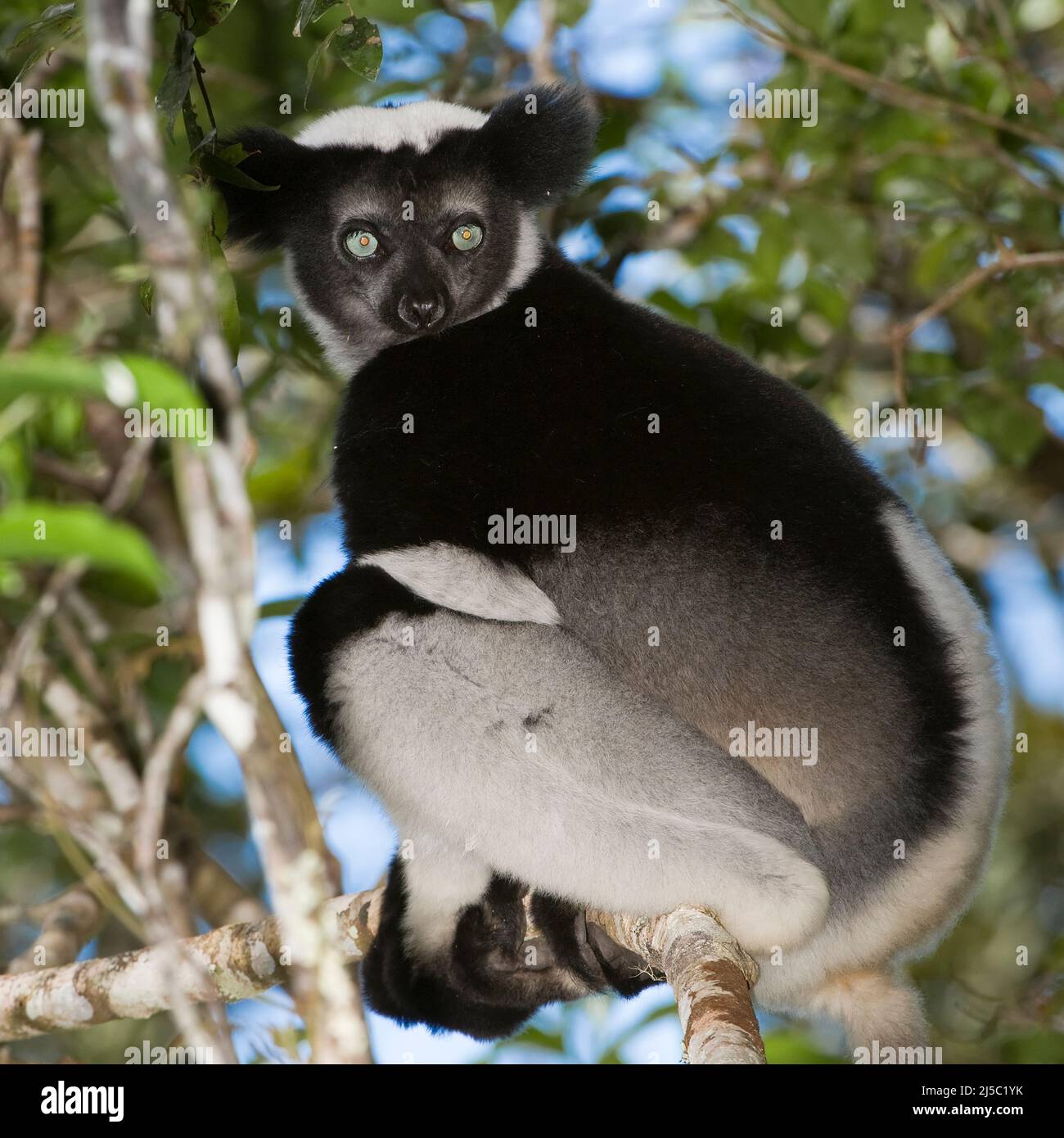 L'Indri (Indri Indri ou Babakoto) assis dans un arbre, Perinet Analamazaotra Réserve, Madagascar Banque D'Images