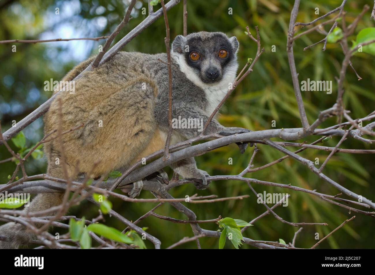 Mongoose Lemur (Eulemur mongoz), vulnérable, UICN 2008, Madagascar Banque D'Images