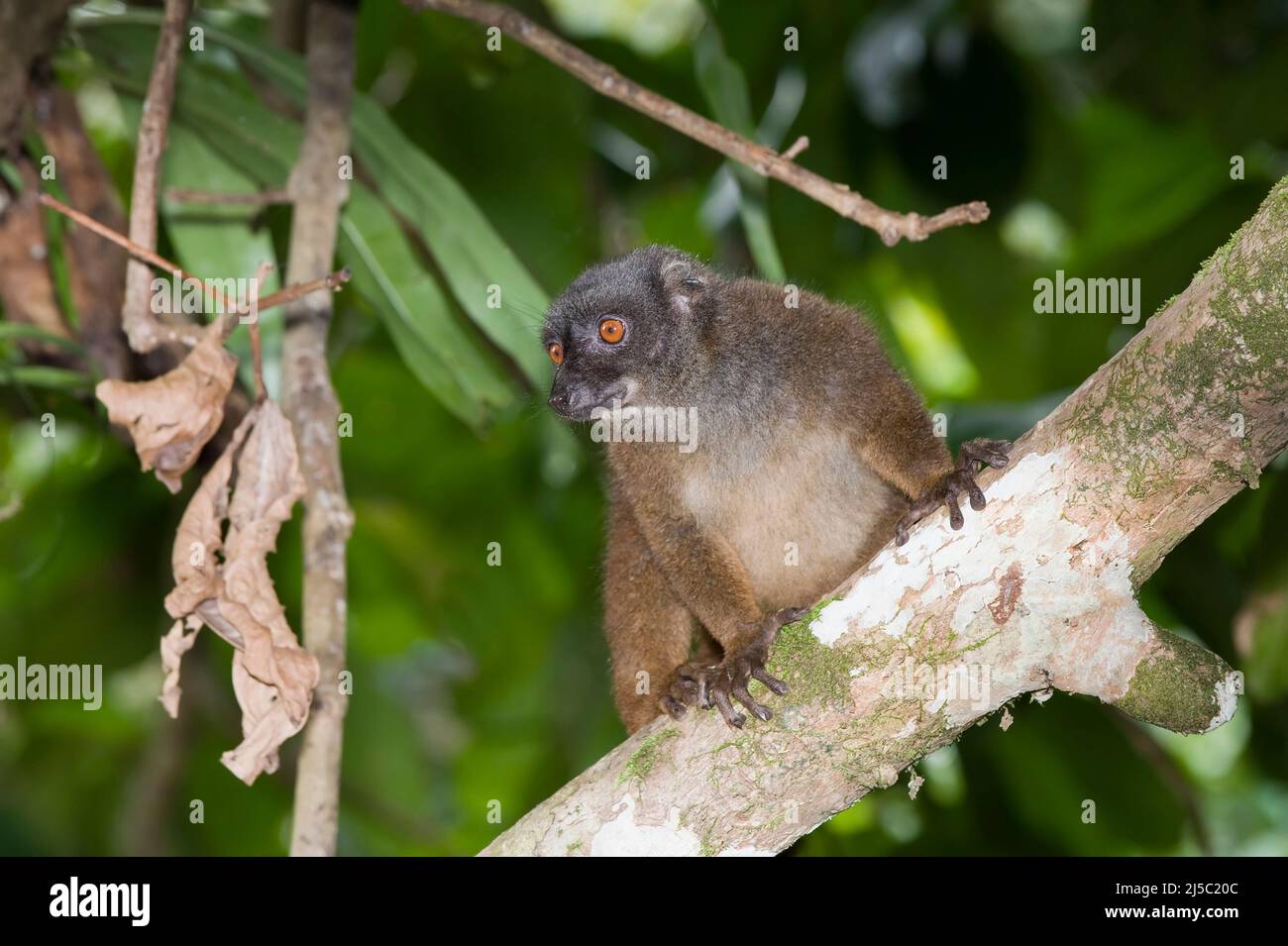 Lemur brun à front blanc également connu sous le nom de Lemur à tête blanche ou de femelle à front blanc (albifrons d'Eulemur), Madagascar Banque D'Images