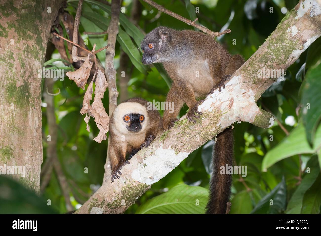 Couple de Lemur brun à front blanc également connu sous le nom de White-dirigé Banque D'Images