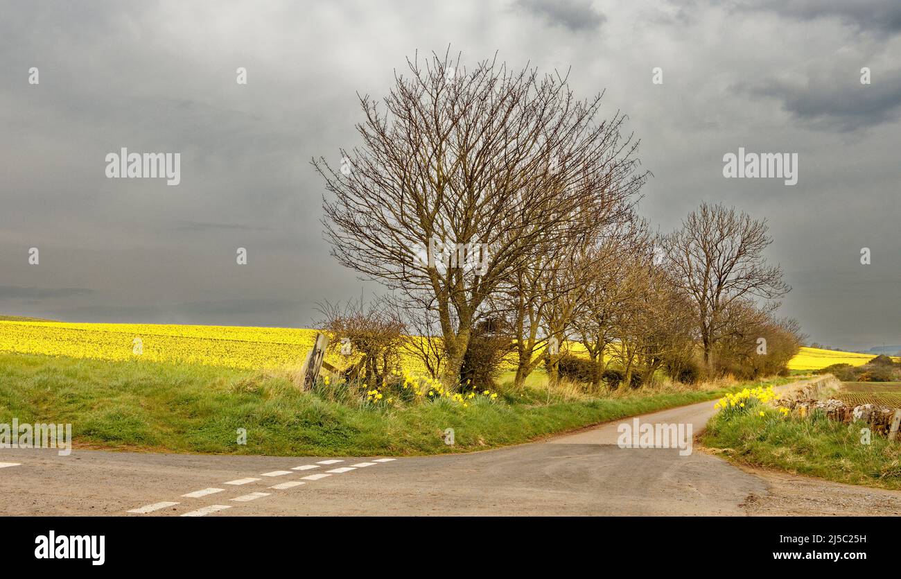 KINNEFF STONEHAVEN ABERDEENSHIRE SCOTLAND ET LES ROUTES VERS LES CHAMPS DE JONQUILLES JAUNES AU PRINTEMPS Banque D'Images