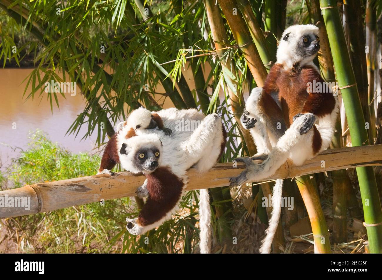 Couple de Sifakas de Coquerel avec un nourrisson (Propithecus coquereli), endémique, Madagascar Banque D'Images