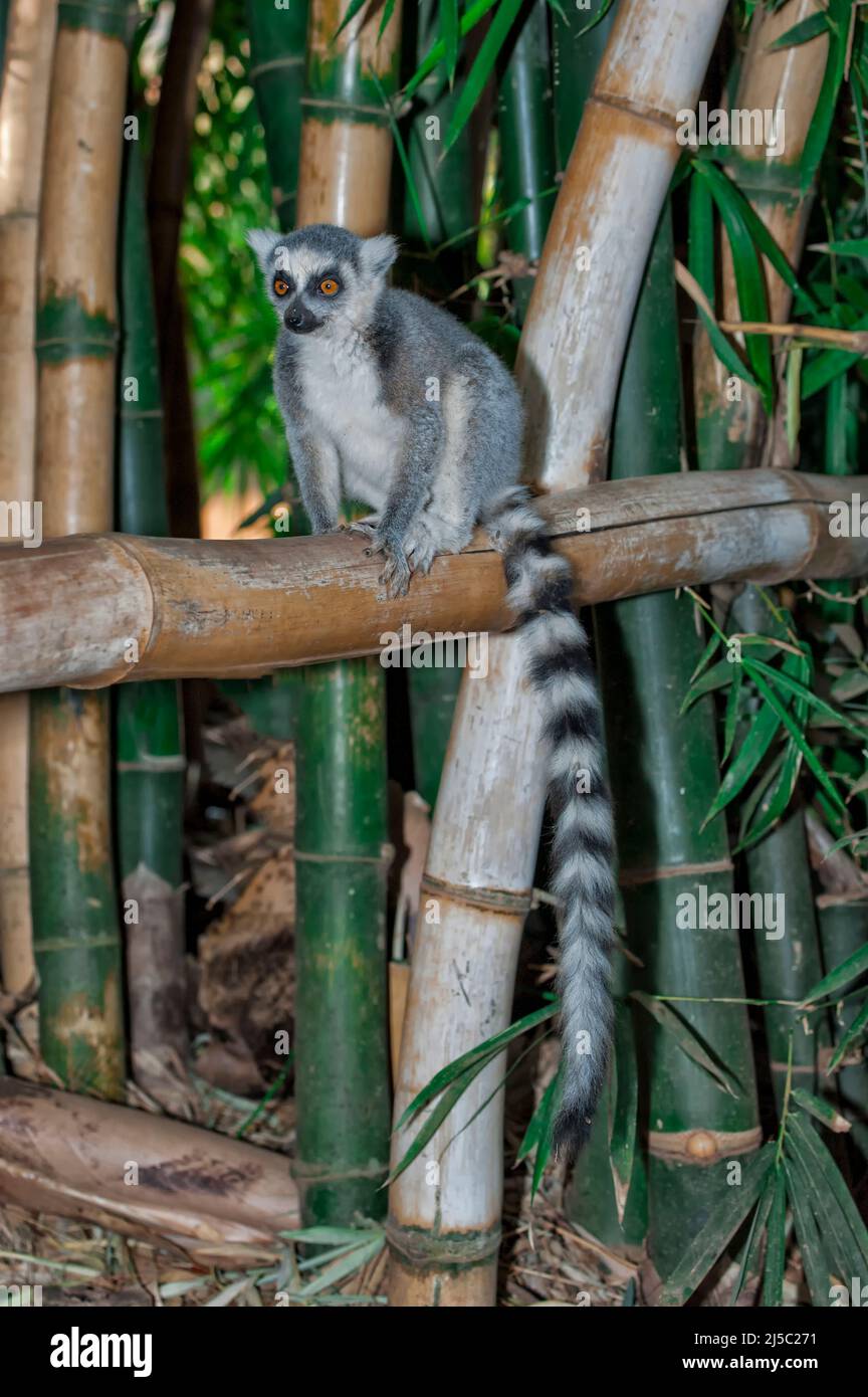 Untitled Document (Lemur catta), la réserve naturelle de Berenty, Fort Dauphin, la province de Toliara, Madagascar Banque D'Images