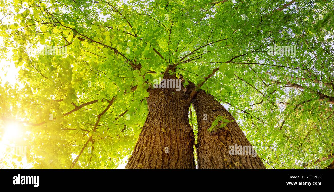 Vieux tilleul géant avec jeunes feuilles fraîches. Banque D'Images