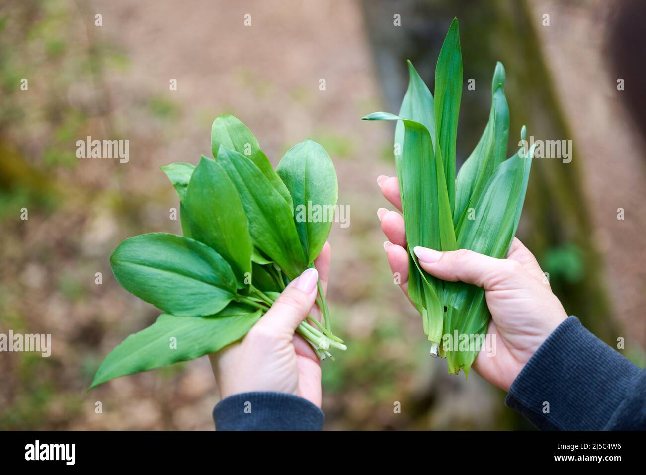 Femme récoltant de l'ail sauvage en forêt au printemps. Confusion entre le crocus d'automne et l'ail sauvage et risque d'empoisonnement grave. Banque D'Images