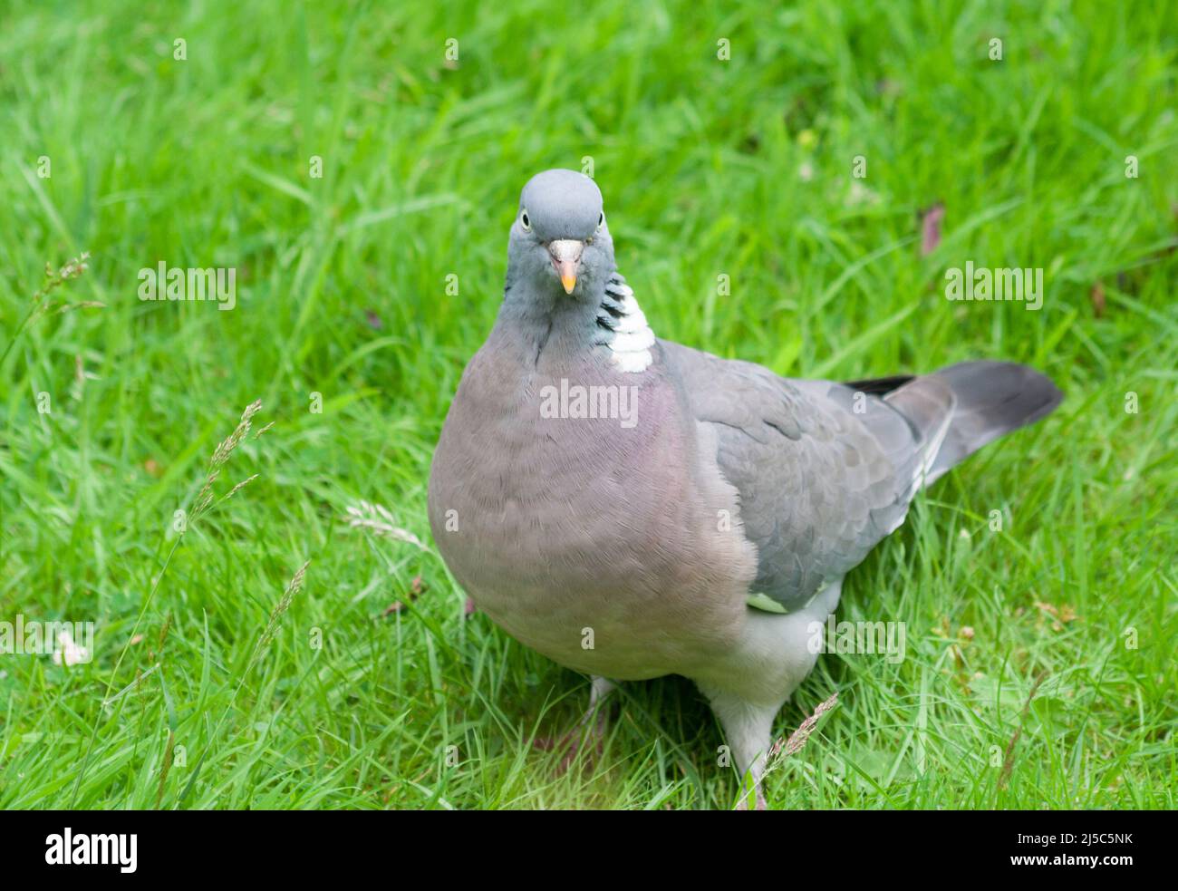 Columba Palumbus - pigeon de bois Banque D'Images