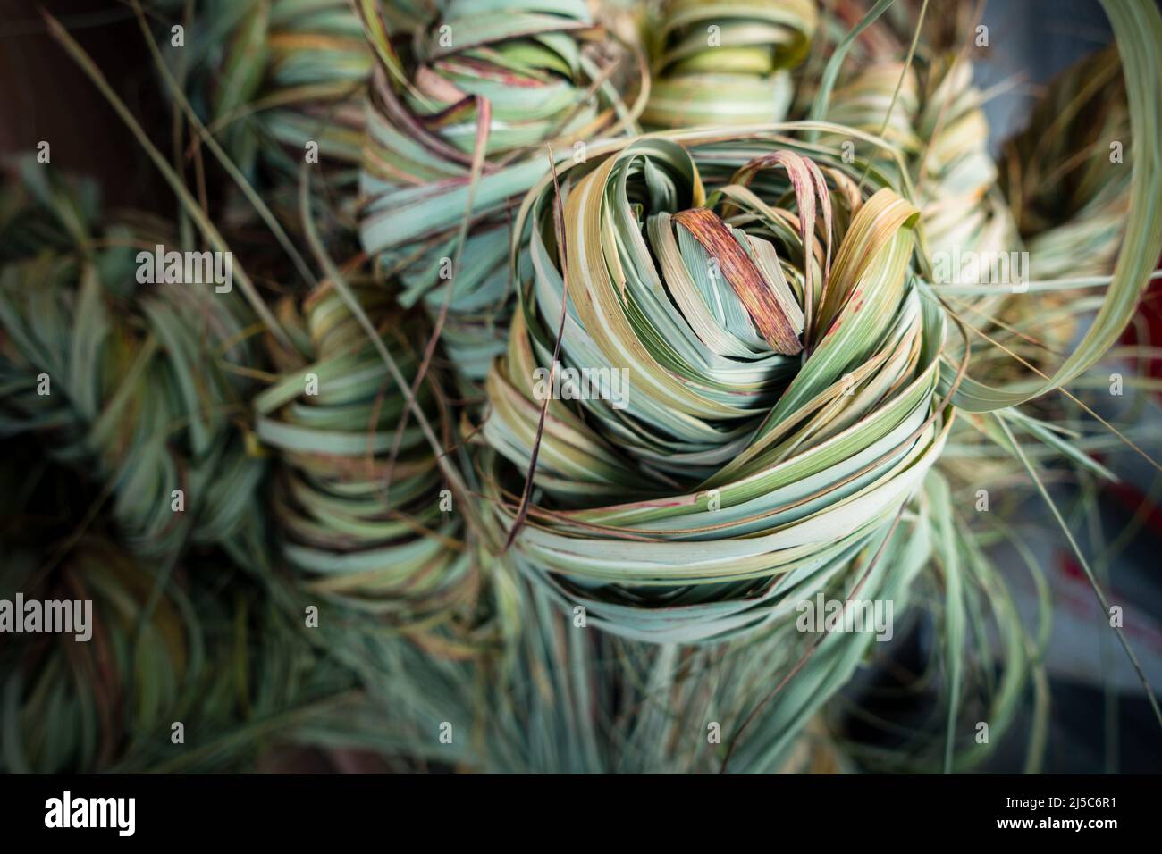 Un ensemble de kans de canne à sucre sauvage, Saccharum spontaneum. Région himalayenne de l'Inde du Nord. C'est une herbe vivace, qui grandit jusqu'à trois moi Banque D'Images